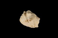 藏品(金口岩螺)的圖片